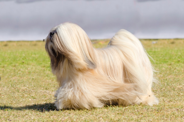Lhasa Apso